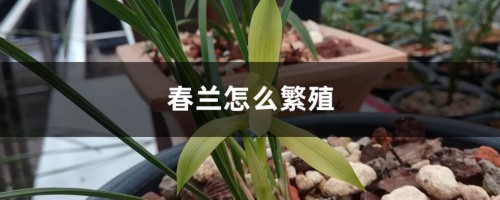 春兰怎么繁殖