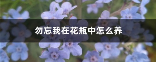 勿忘我在花瓶中怎么养