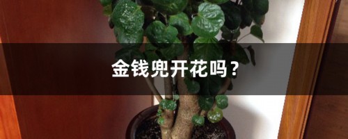 金钱兜开花吗？