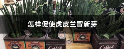 怎样促使虎皮兰冒新芽