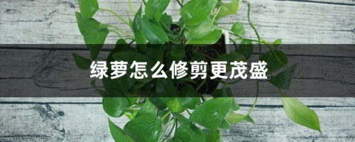 绿萝怎么修剪更茂盛