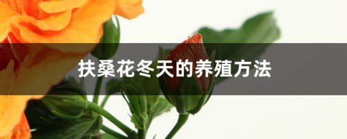 扶桑花冬天的养殖方法，可以修剪吗