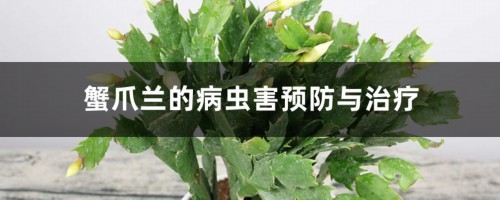 蟹爪兰的病虫害预防与治疗，容易感染病虫害吗