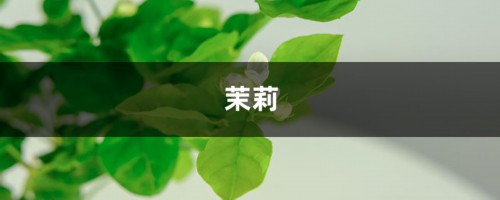 米兰茉莉···加点料，开花200朵，香气满天飞！