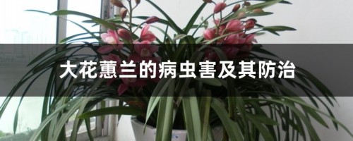 大花蕙兰的病虫害及其防治