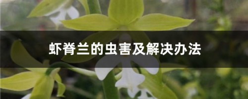 虾脊兰的虫害及解决办法