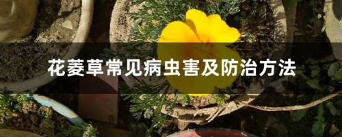 花菱草常见病虫害及防治方法