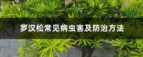 罗汉松常见病虫害及防治方法