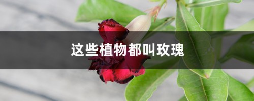 这些植物都叫玫瑰