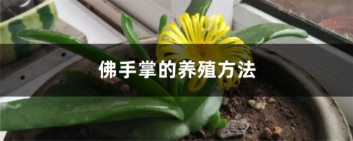 佛手掌的养殖方法