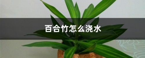 百合竹怎么浇水