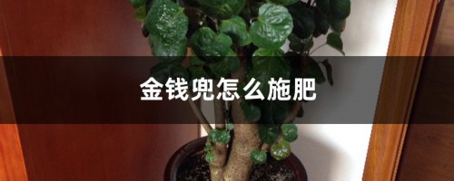 金钱兜怎么施肥