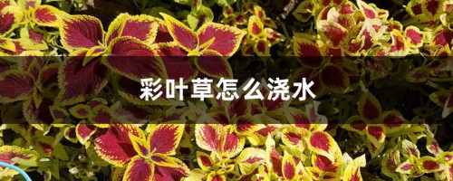 彩叶草怎么浇水