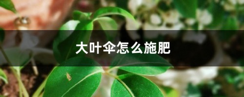 大叶伞怎么施肥