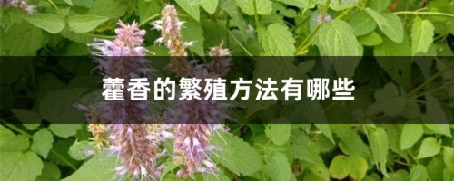 藿香的繁殖方法有哪些