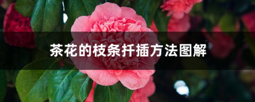 茶花的枝条扦插方法图解