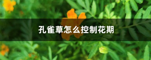 孔雀草怎么控制花期