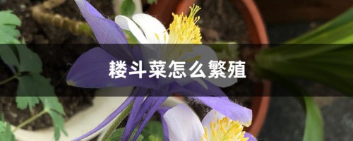 耧斗菜怎么繁殖