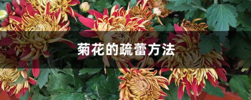 菊花的疏蕾方法