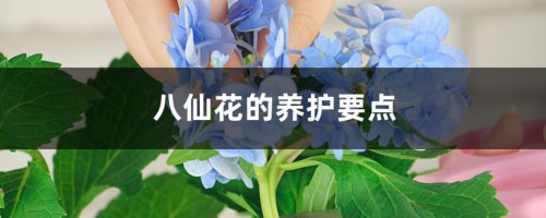 八仙花的养护要点