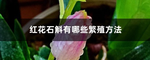 红花石斛有哪些繁殖方法