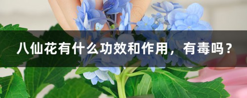 八仙花有什么功效和作用，有毒吗？